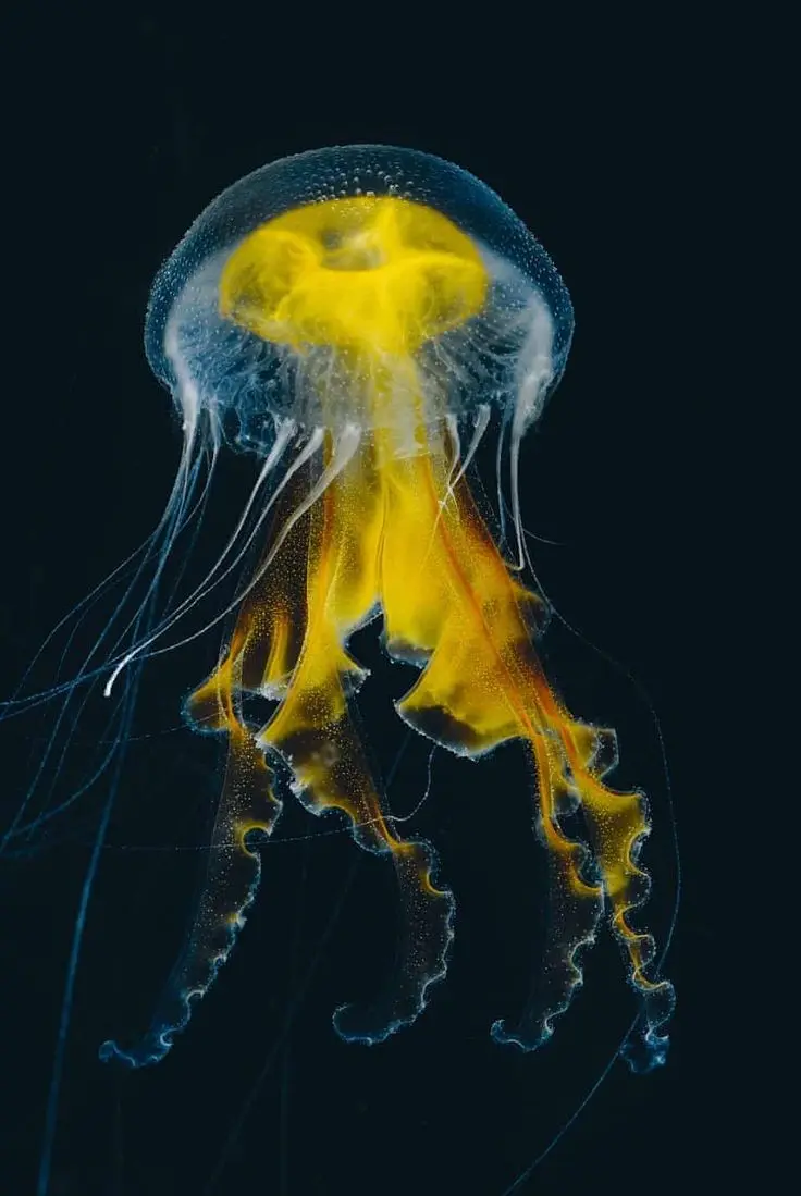 Download Large Jellyfish Background for Research Projects