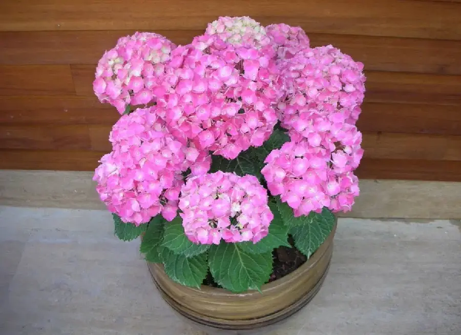 Hydrangea Flower Pictures - Beautiful Hydrangeas in Various Colors