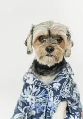 Funny Dog in a T-Shirt - Adorable and Serious