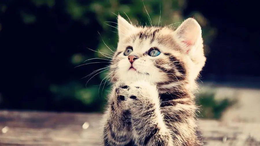Cute Kitten Picture for Profile and Wallpaper