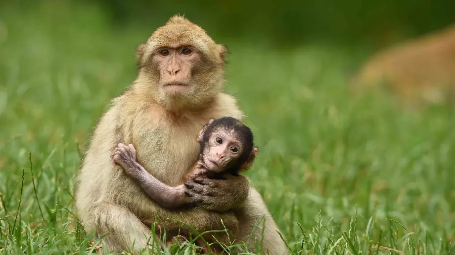 Baby Chimpanzee and Mother Photos for Download