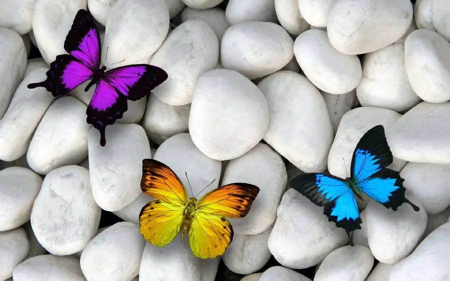 Butterflies on Stone Photo