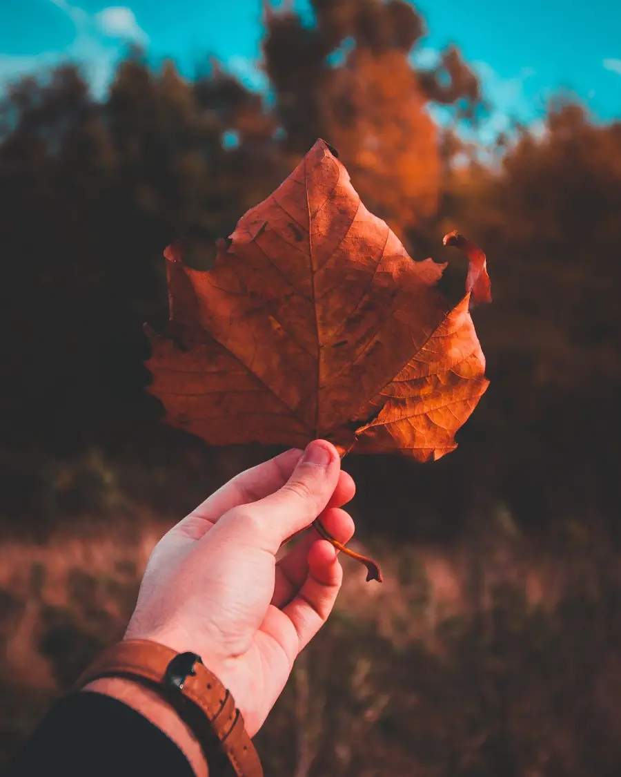 Autumn Image for Girly Profile