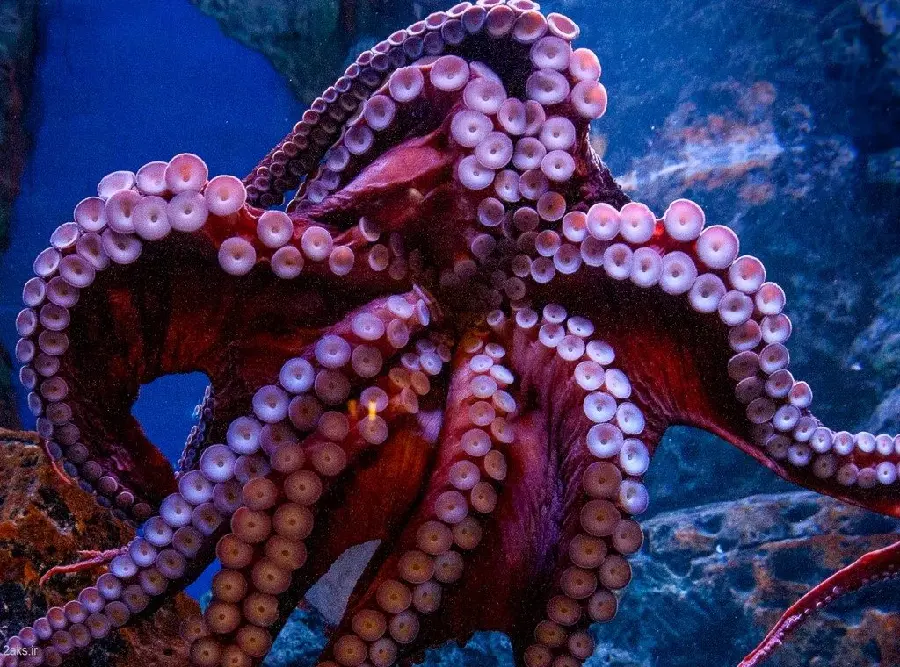 Download Soft-Bodied Octopus Wallpaper in 8K Quality
