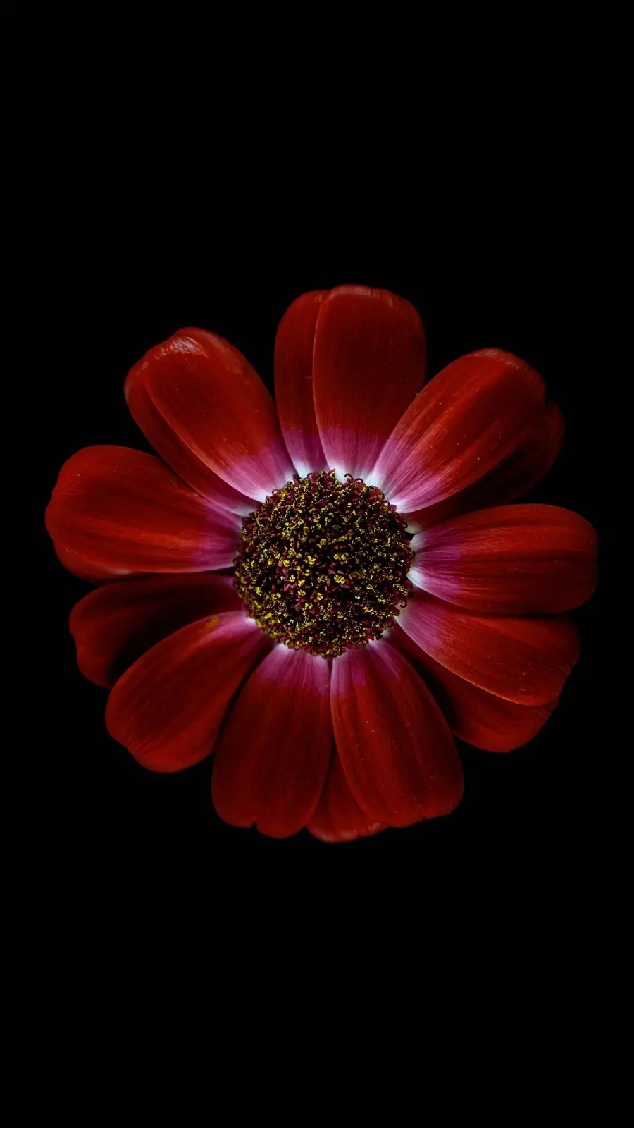 HD Red Flower Background for Mobile