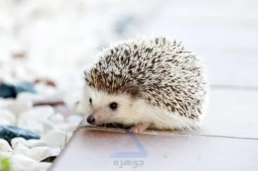 Baby Hedgehog Photo - Small and Spiky