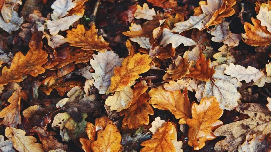 Autumn Leaves Profile Pictures for Social Media