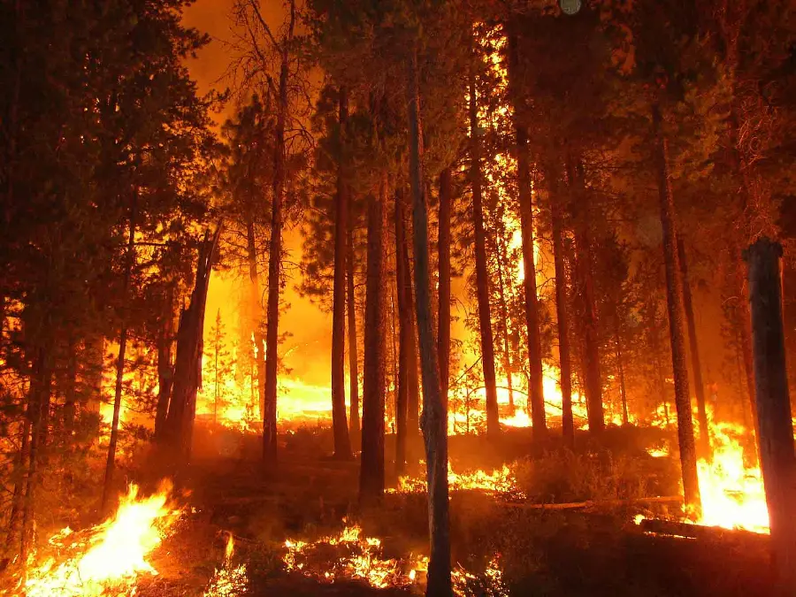 Download Images of Tree and Forest Fires