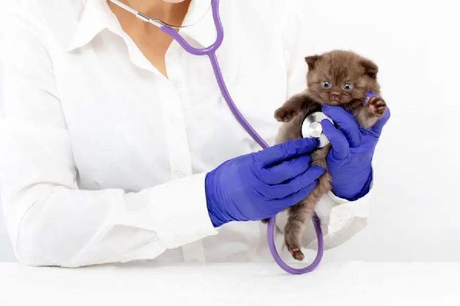 Download Images of Veterinary Major and Its Curriculum