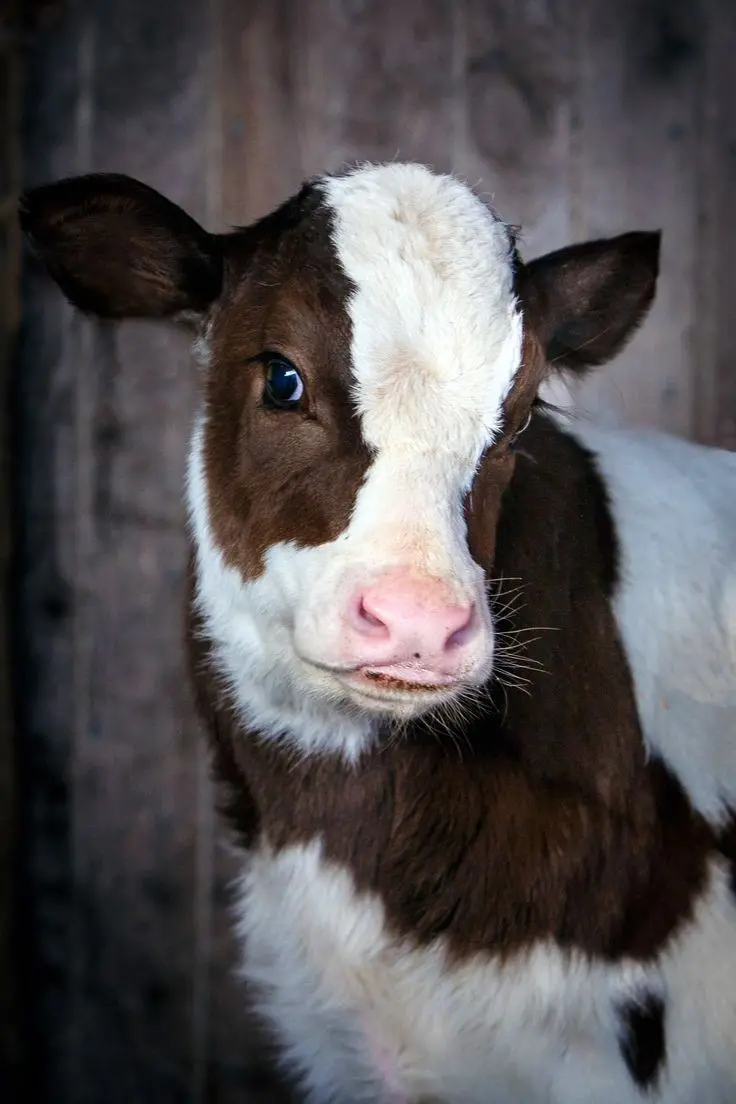 Download 8K Background of Cow Posing for Photo
