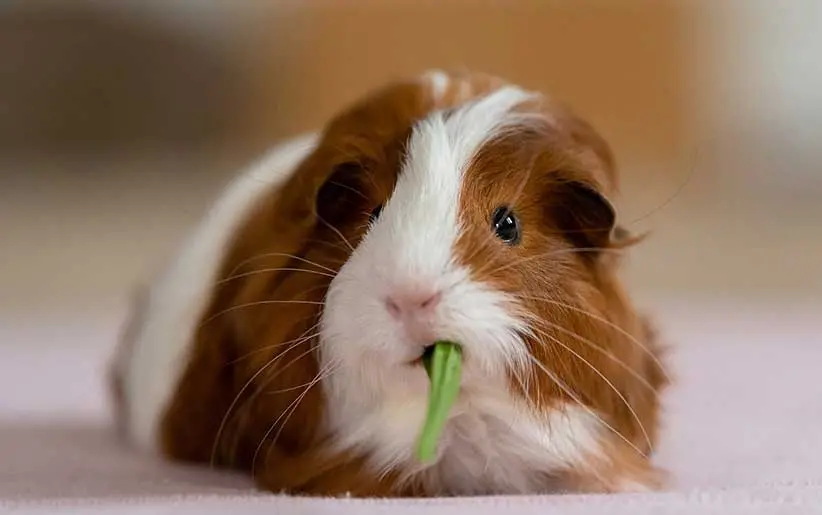 Guinea Pig Small Cute Animal Photo