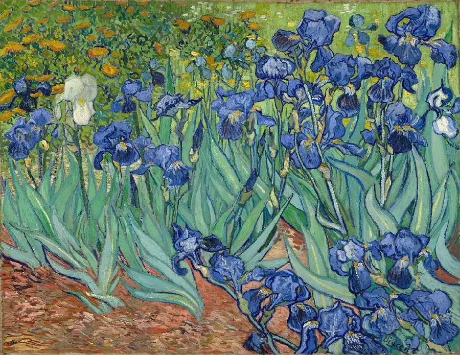 Irises Painting by Vincent Van Gogh