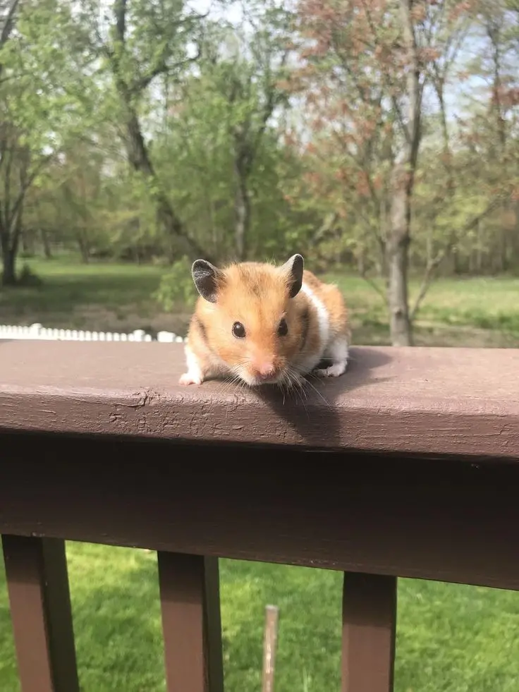 Download Wallpaper of Hamster in Green Space