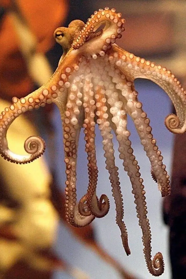 Download Octopus Floating in Clean Water Profile Picture