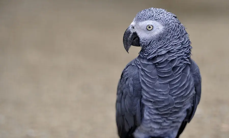 Photos of African Grey Parrots - Intelligent and Talkative