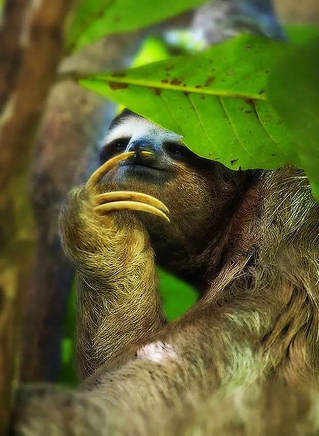 Download Tree Sloth Picking Nose Image