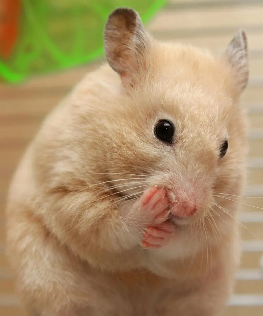 Download High-Quality Photo of Hamster Eating Its Paw