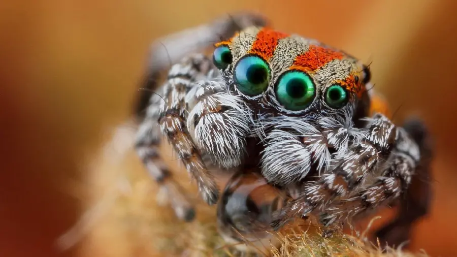 Spider with Four Green Eyes Photo