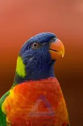 Colorful Parrot Photo - Orange, Blue, and Green