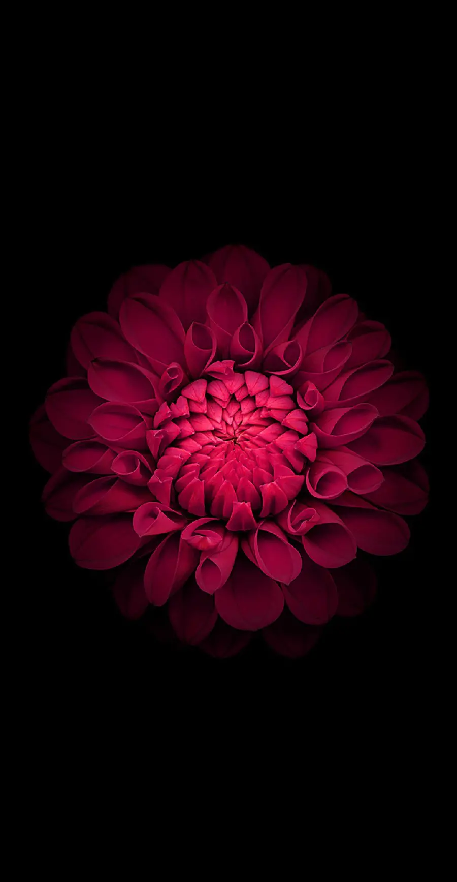 Beautiful Flower Wallpaper for iPhone Background