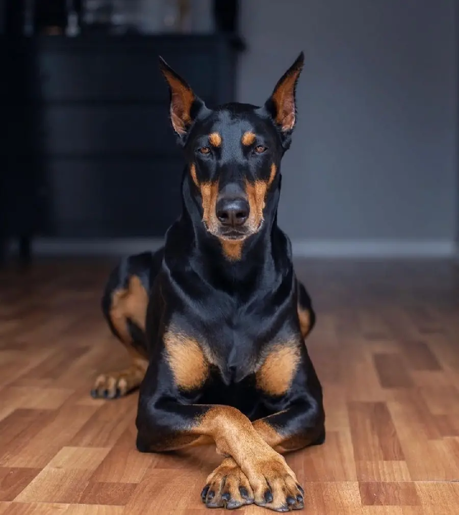 Download High-Quality Photo of a Doberman Pinscher Dog