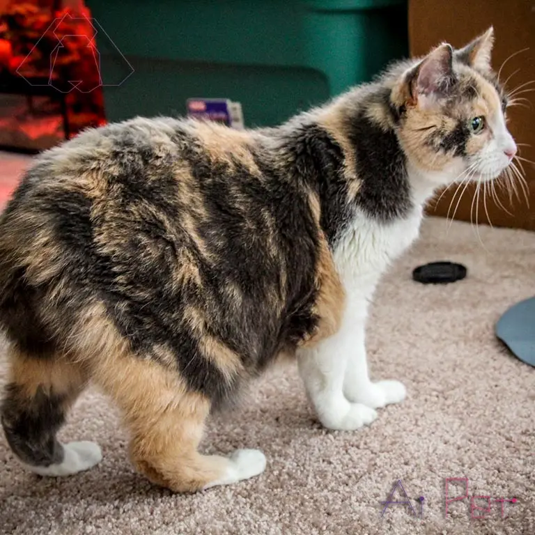 Manx Cat Tailless Cute Photo