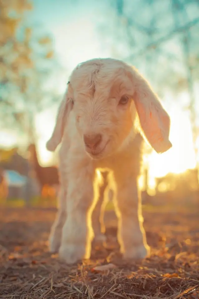 Download HD Background of Lamb at Sunset
