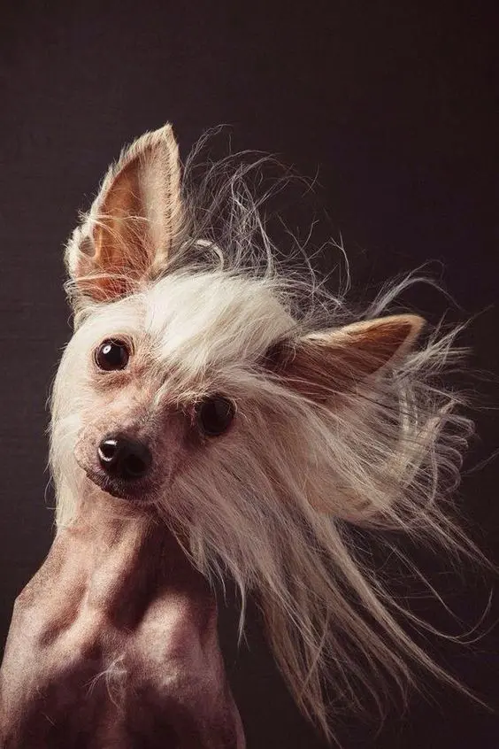 Image of Chinese Crested Dog Suitable for Apartment Living