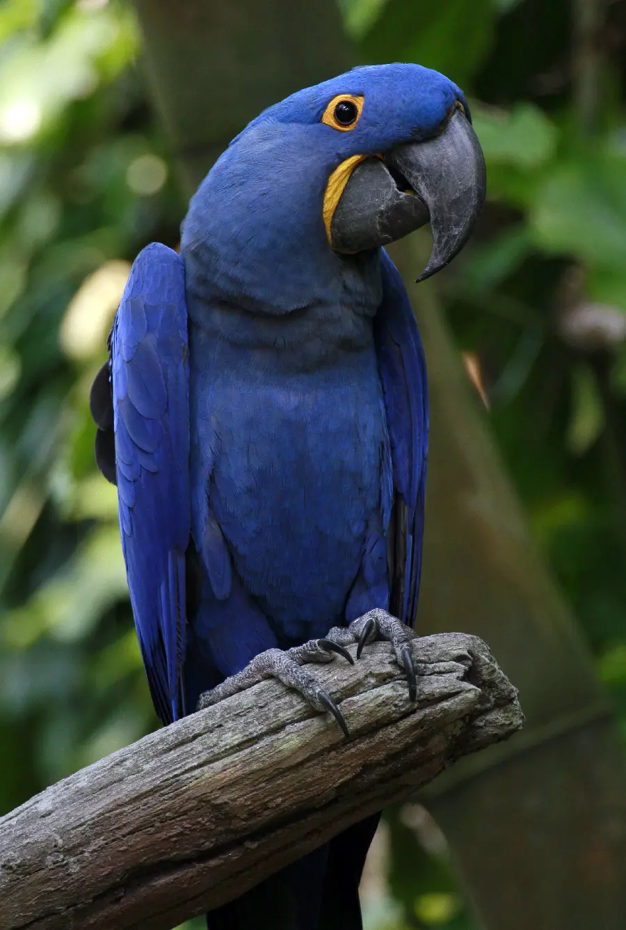 Photos of Blue and Gold Macaws - Stunning and Beautiful