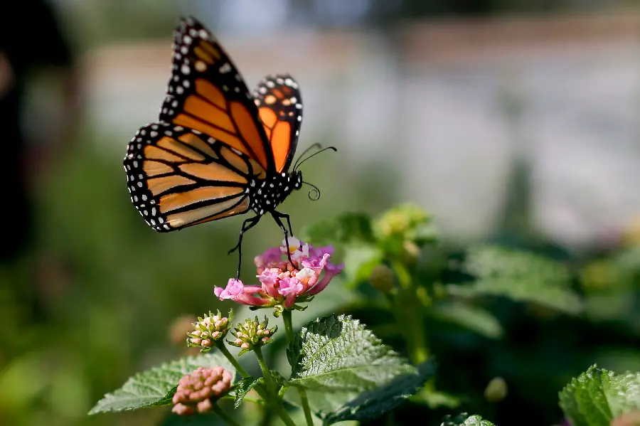HD Photos of Butterflies