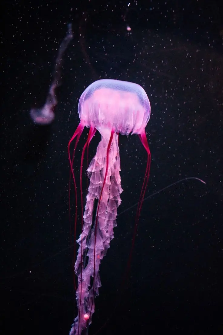 Download Jellyfish Background Image for Creative Projects