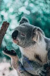 Image of a Koala