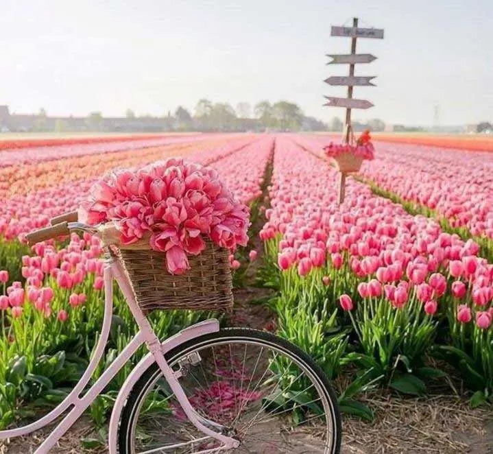 Netherlands - The Land of Tulips