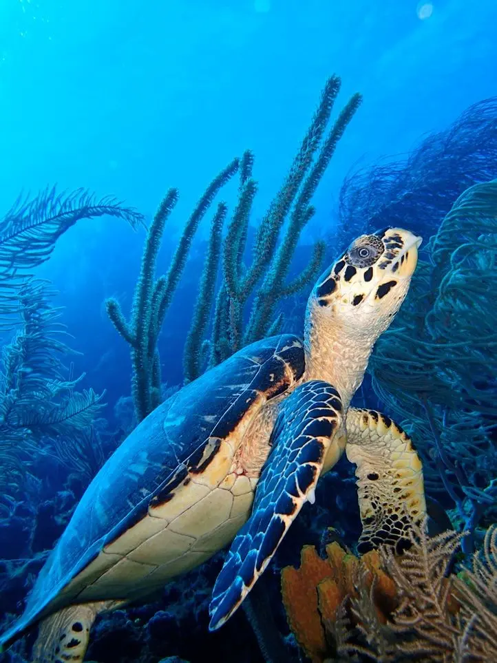Download Background of White Turtle in High Quality