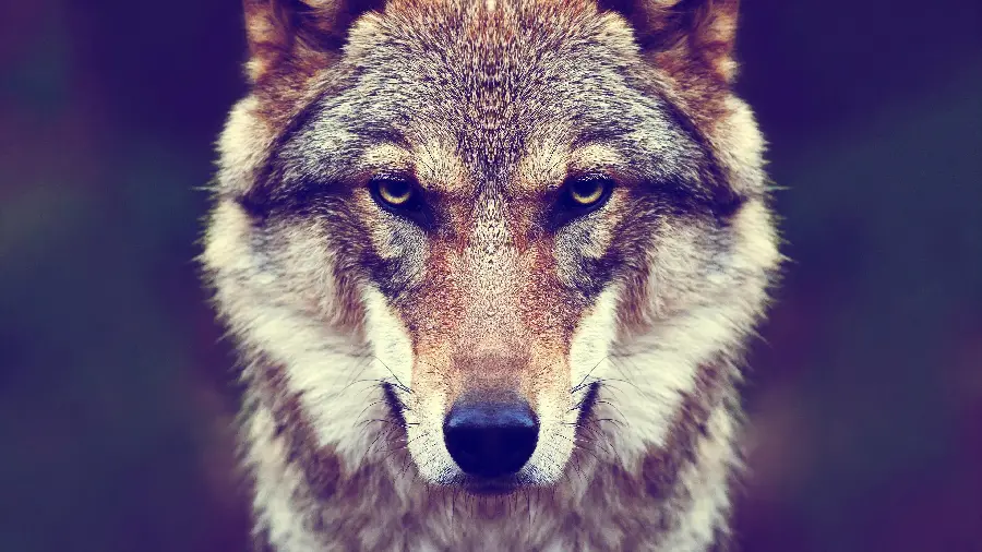 Full HD Wolf Wallpaper - Download High-Quality Images