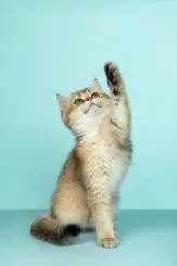 Adorable Cat Wallpaper for Phones