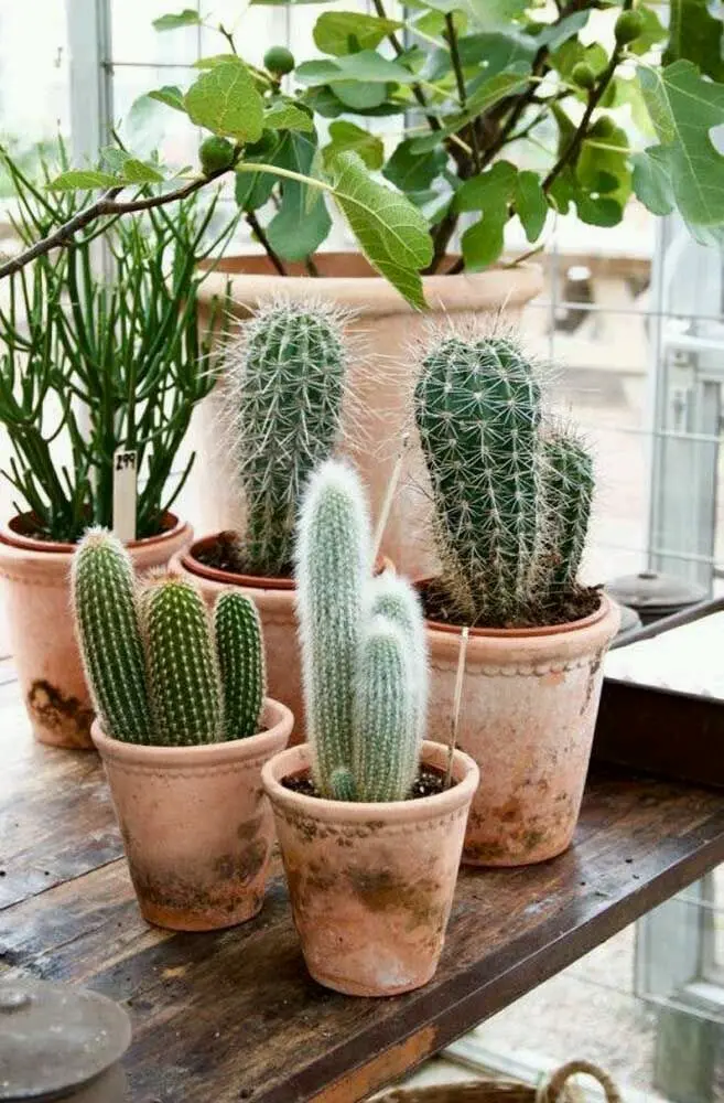 Download Image of Several Cacti Pots on a Wooden Table