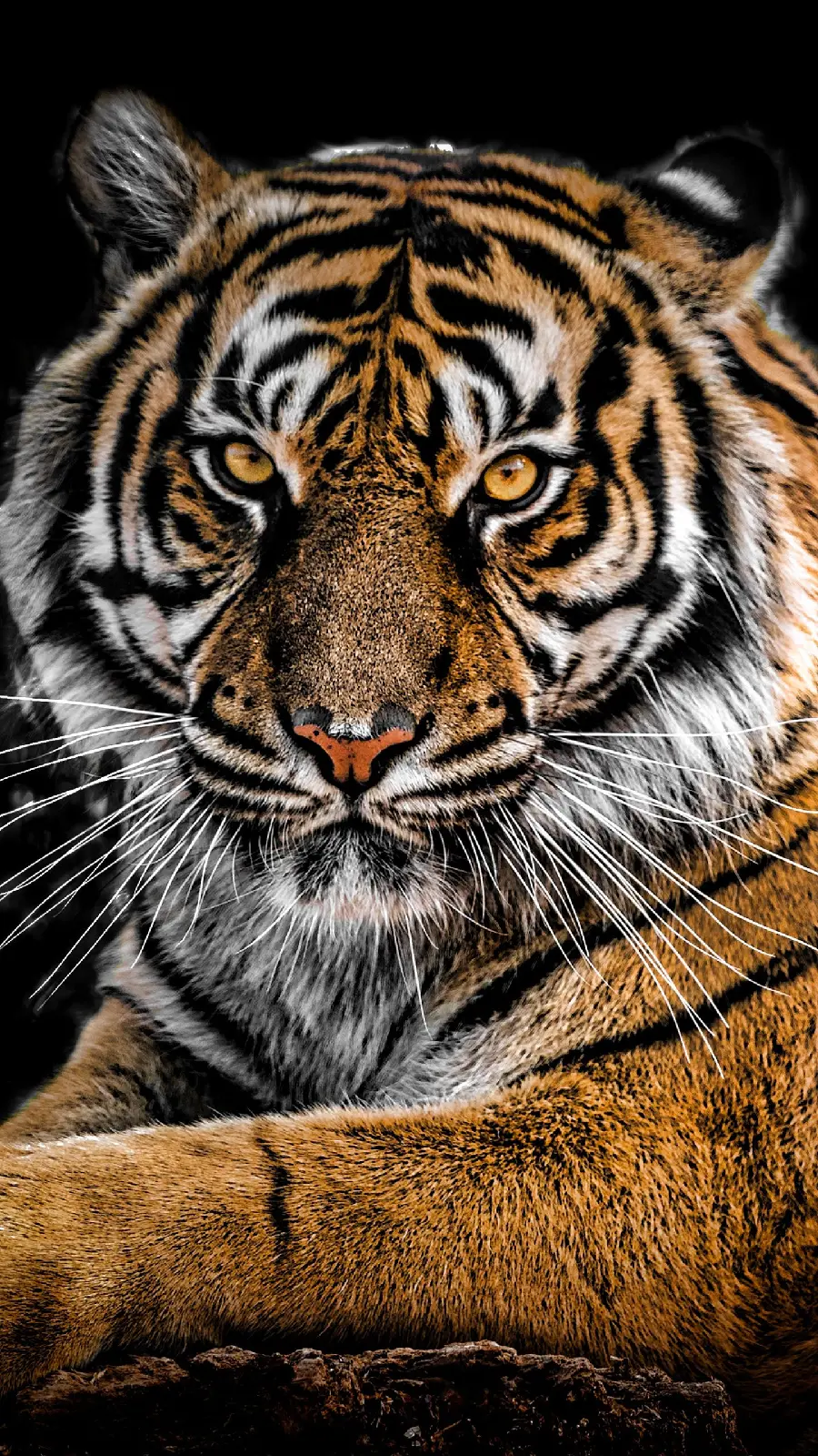 4K Tiger Wallpaper for Desktop