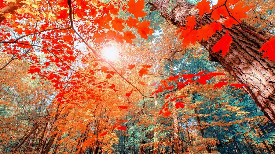 Autumn Scenery Photos for Desktop Wallpapers