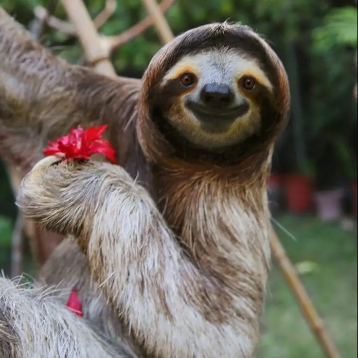 Download Tree Sloth with Red Flower Image