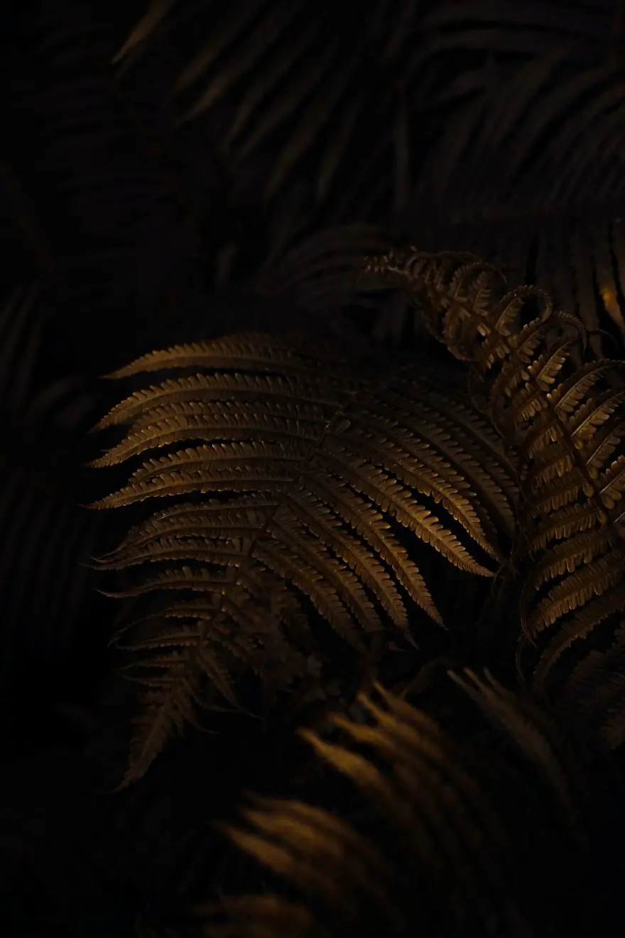 Close-Up of a Fern Leaf