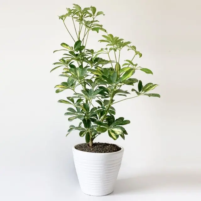 Umbrella Plant - A Stunning Indoor Tree