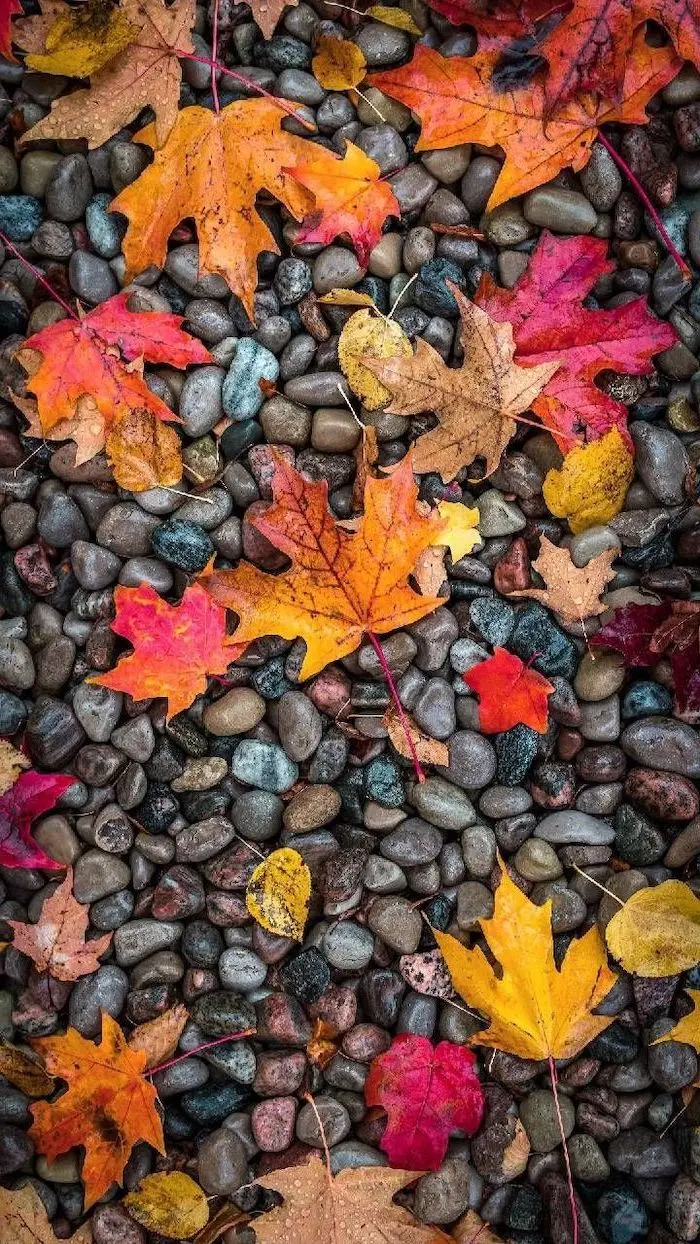 Download Autumn Image for Phone