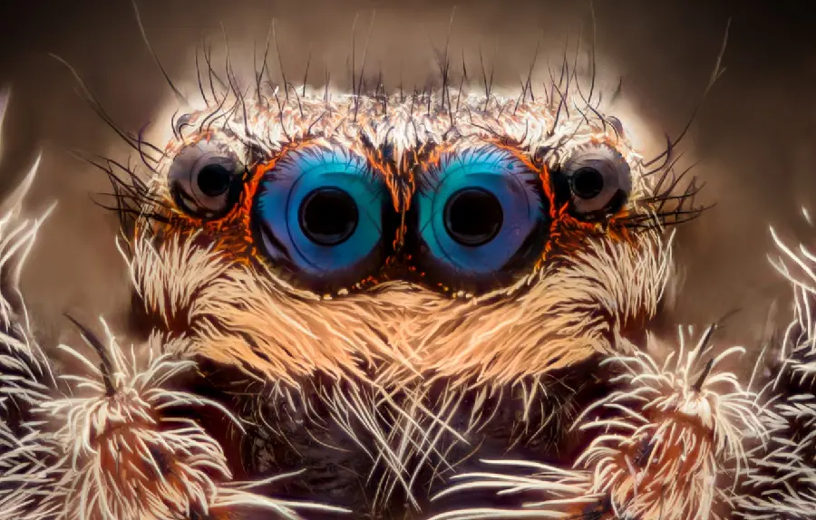 Beautiful Blue-Eyed Spider Photo