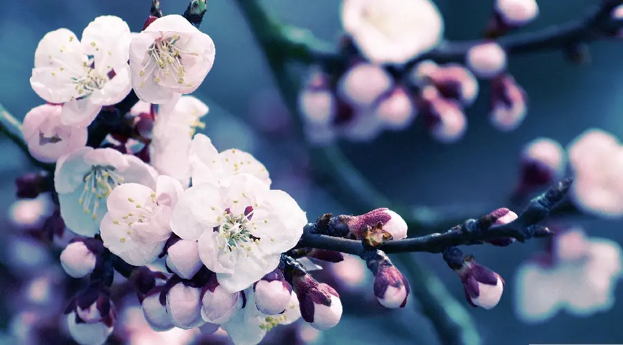 Cherry Blossom Profile Picture