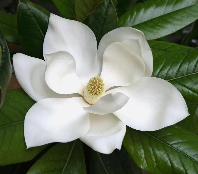 Download Magnolia Beautiful Colorful Flower in High Quality