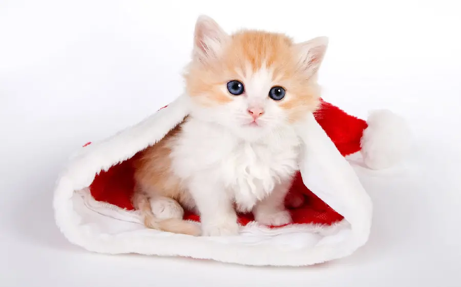 Cute and Adorable Cat Photo