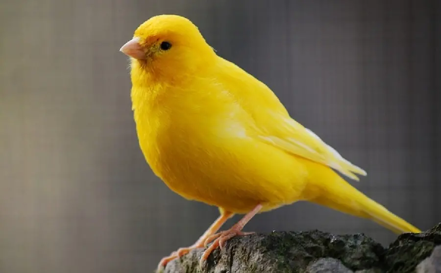 Download Photos of Yellow Canary Birds - Beautiful Singers