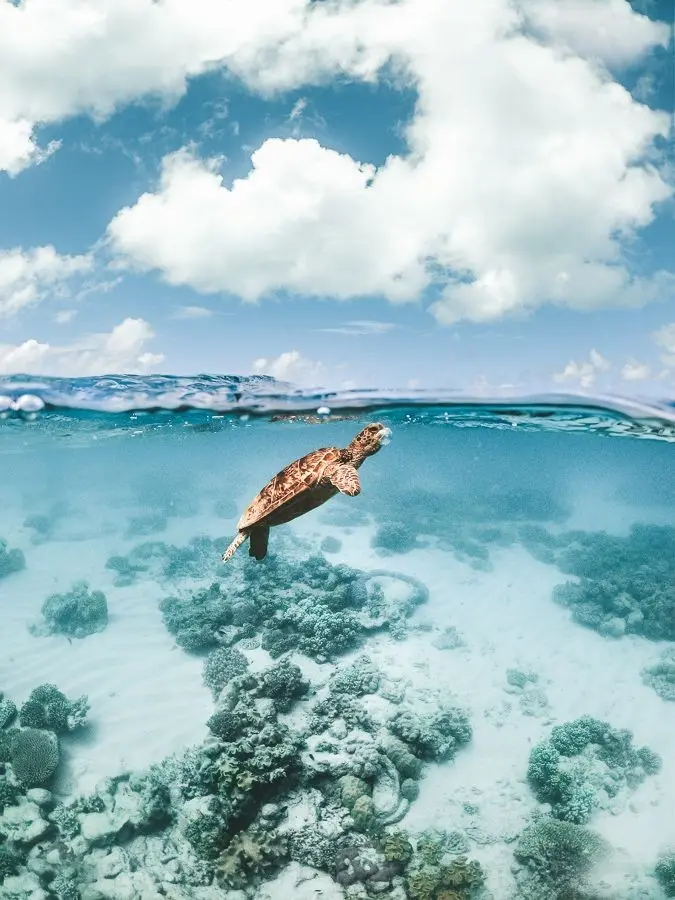 Download Wallpaper of Small Turtle in Clear Sea Water