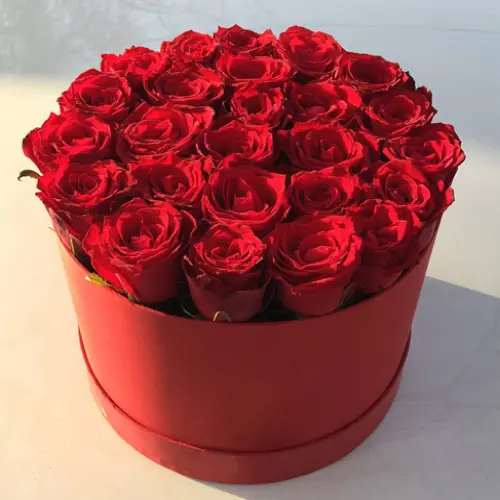 Download Red Rose Beautiful Flower in HD Quality